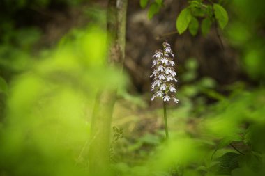 Orchis purpurea. Bu tür orkideler çoğunlukla Orta Avrupa 'da yetişir. Çek Cumhuriyeti 'nde Orta, Doğu ve Kuzey Bohemya' da yetişir. Moravia-daha fazla yer. Güzel doğa fotoğrafları. Özgür doğa. Nadir bir bitki.. 