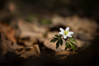 Güneşli bir günde ormanda Anemone nemorosa çiçeği. Ahşap şakayık, yel çiçeği, yüksük otu. Avrupa 'da, Doğu Asya' da yetişiyor. Kuzey Amerika 'da. Bahar ormanlarında gün batımında güzel beyaz şakayıklar..