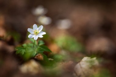 Güneşli bir günde ormanda Anemone nemorosa çiçeği. Ahşap şakayık, yel çiçeği, yüksük otu. Avrupa 'da, Doğu Asya' da yetişiyor. Kuzey Amerika 'da. Bahar ormanlarında gün batımında güzel beyaz şakayıklar..