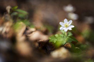 Güneşli bir günde ormanda Anemone nemorosa çiçeği. Ahşap şakayık, yel çiçeği, yüksük otu. Avrupa 'da, Doğu Asya' da yetişiyor. Kuzey Amerika 'da. Bahar ormanlarında gün batımında güzel beyaz şakayıklar..