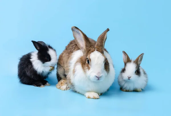 Madre Coniglio Due Simpatici Coniglietti Sfondo Blu Concetto Famiglia Animale — Foto Stock