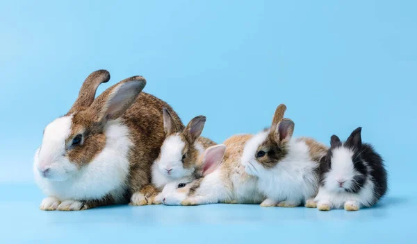 Mother rabbit and four cute bunnies on blue background. Pet animal family concept.