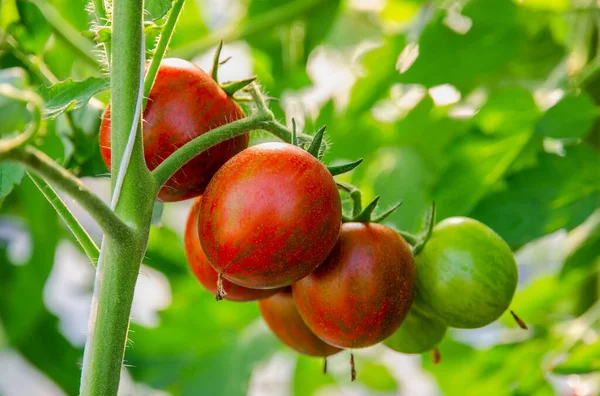 Close Fresh Zebra Tomatoes Plant Greenhouse Garden — Stock Photo, Image