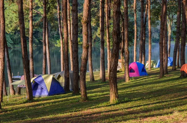 メーホンソンのパンオウン国立公園で朝の光と影を持つ湖の近くの松の木の森でテントをキャンプ — ストック写真