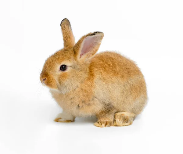 Beyaz Arka Planda Kahverengi Tavşan Portresi — Stok fotoğraf