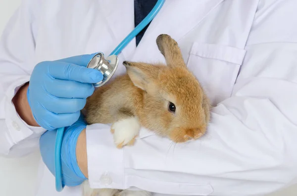Vet doctor in white uniform with blue glove holding sick rabbit for health checking up with stethoscope