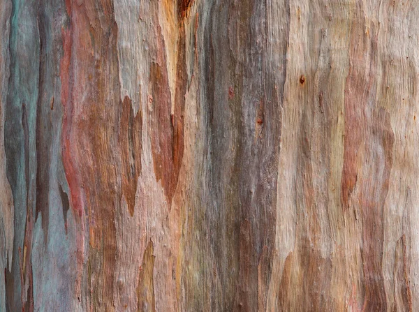 彩虹桉树树皮纹理背景的树皮 — 图库照片