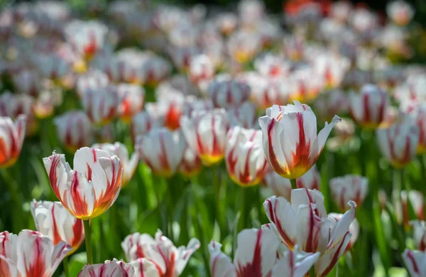 Witte Rode Tulpen Bloeien Tuin Lente Bloemen Tulpen Tuin — Stockfoto