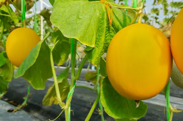Melón Amarillo Fresco Melón Fruta Orgánica Que Crece Invernadero — Foto de Stock