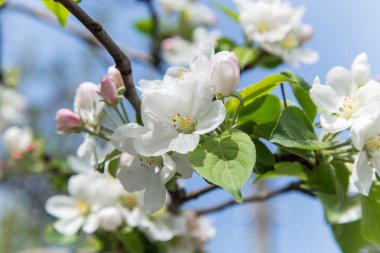İlkbaharda dallarında pembe ve beyaz çiçekler olan elma ağaçları ve bulanık arkaplan