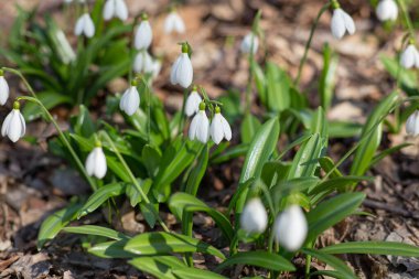 Ormanın güneşli bir sabahında bahar kardamlaları.