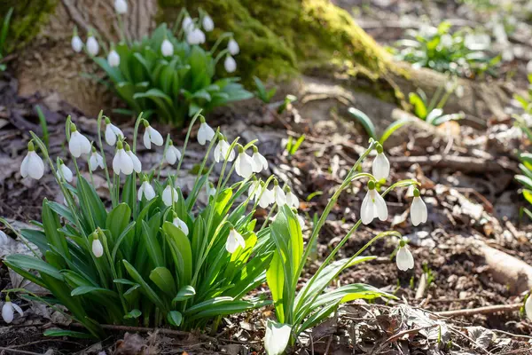 Ormanın güneşli bir sabahında bahar kardamlaları.