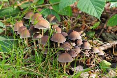 Sonbahar ormanında bir grup Mycena stipata mantarı.