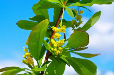 Berberis Koreana, baharda sarı çiçek