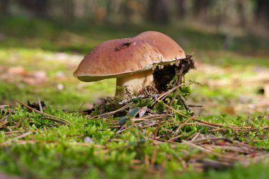 Sonbahar ormanında bir sürü renkli yaprağı olan güzel bir boletus.