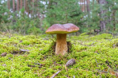 Sonbahar ormanında bir sürü renkli yaprağı olan güzel bir boletus.