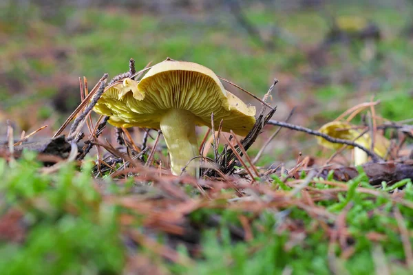 Yellow Knight Mushroom Autumn Forest Stock Photo