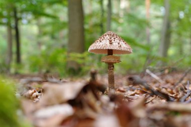 Şemsiyeli mantarlar sonbahar ormanlarında