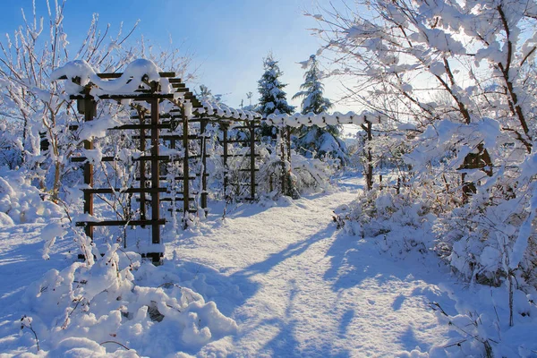 朝の寒い日に雪がたくさん降る冬の庭 ロイヤリティフリーのストック写真