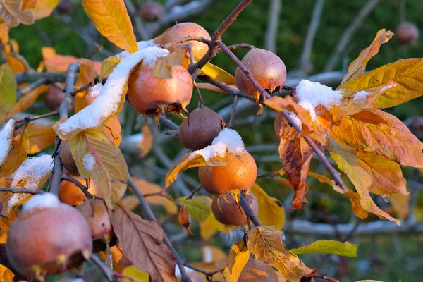 Ağaçta Karlı Sonbaharda Pek Çok Yaygın Medyan Stok Resim