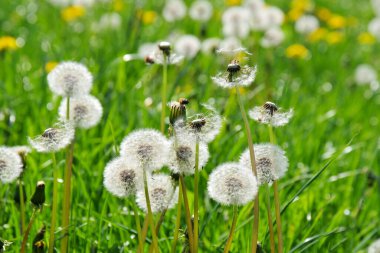 Baharda yeşil bir çayırda bir sürü karahindiba çiçeği