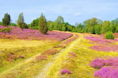 Wilsede yakınlarında sonbaharda Lueneburg Heath manzarası
