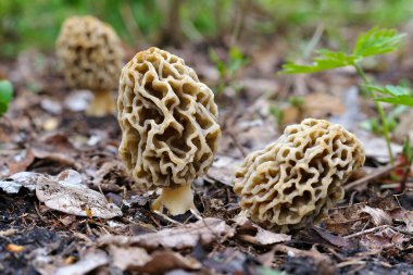 Baharda yerde Morel mantarları
