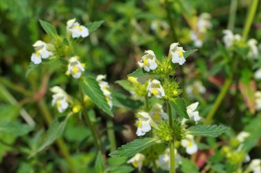 Bitkisel bitki tüylü kenevir-ısırgan veya Galeopsis segetum
