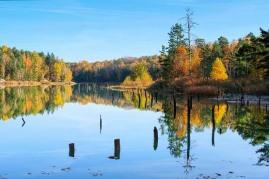 Bataklıkta batık bir orman, ağaç kütükleri sudan dışarı bakıyor.