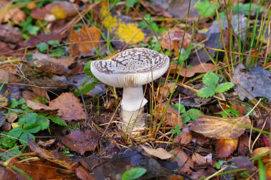 Grauer Wulstling, Amanita Excelsa, im Herbstwald - Güz ormanlarında güzel gri benekli Amanita mantarı, Amanita Excelsa