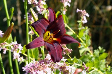 daylily of the species Congo Beauty in summer clipart