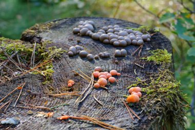 Kurtların sütü ya da sonbahar ormanındaki Lycogala mezar taşı