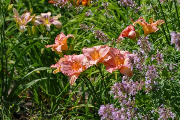 stock image daylily of the species Dancing Chiva  in summer