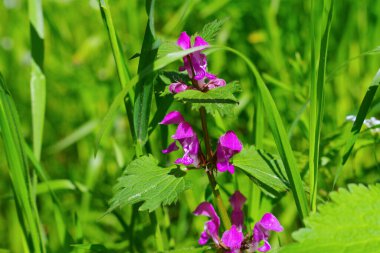 Benekli ölü ısırgan balıkları baharda çiçek açıyor, Lamium maculatum.