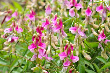 Bahar bezelyesi Alboroseus veya Lathyrus vernus bahçede çiçek açıyor