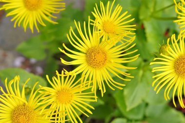 Doronicum orientale,  leopards bane is blooming in early spring clipart