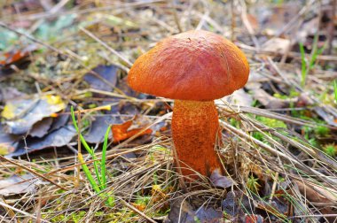 red cap mushroom in autumn forest clipart