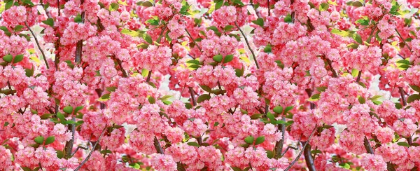 Цветение Сакуры Горизонтальный Бесшовный Рисунок Розовый Цветок Сакуры Баннер Обои — стоковое фото