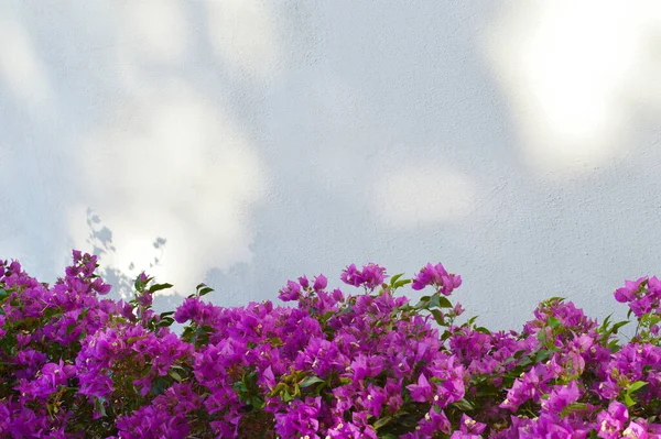 紫色的洋红色花朵在白色纹理的房子墙上绽放 白色背景上的小花和阴影 — 图库照片