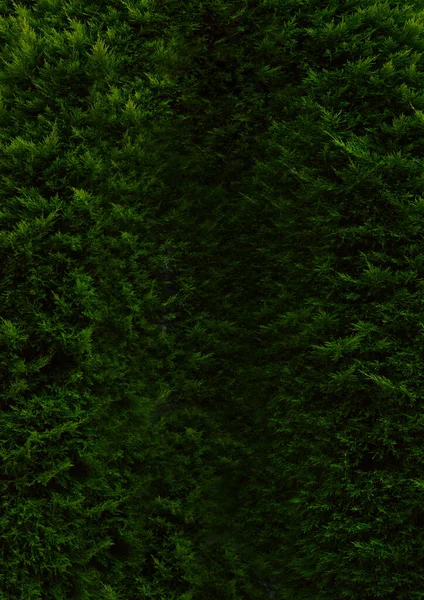 가문비나무 바늘로 뒤덮인 — 스톡 사진