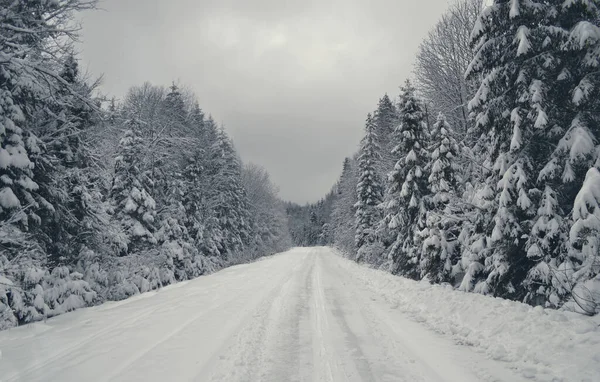 Coniferous forest covered with snow on a gloomy winter day. A wide road in deep snow going away. Monochrome winter landscape.
