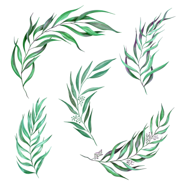 Yeşillik yaprakları, dal dalları, bitki, bitki, bitki örtüsü, suluboya tarzında. Düğün davetiyesi için botanik dekoru