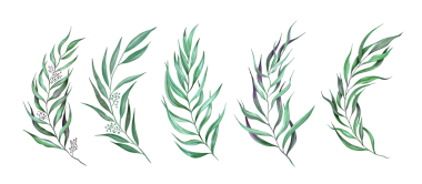 Beyaz arka planda yeşil zeytin dalları ve yeşil yapraklar.