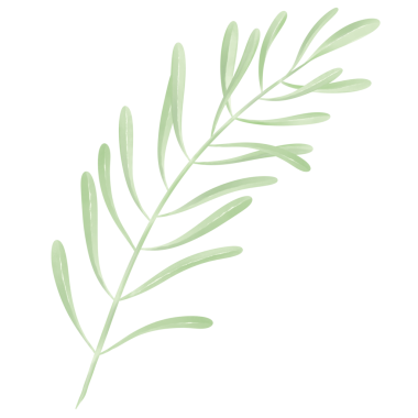 Beyaz arkaplanda yaprak izole edildi