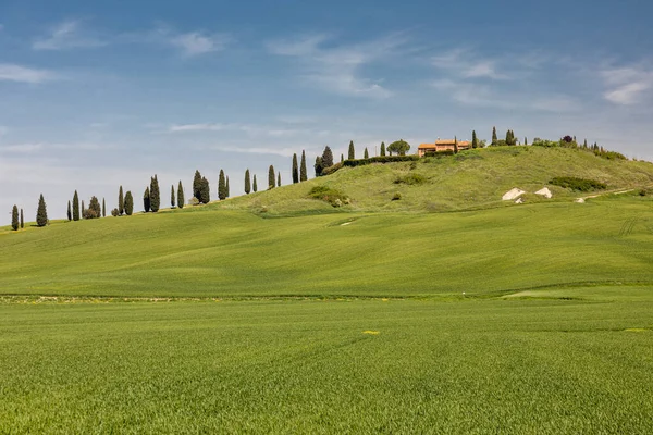Tuscanian Hillscape Cypress Road Kreta Senesi Włochy — Zdjęcie stockowe