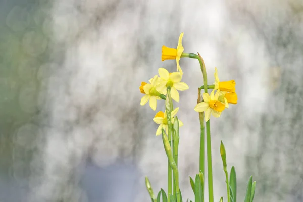 Ein Bündel Frischer Gelber Narzissenblüten Vor Grauem Hintergrund — Stockfoto