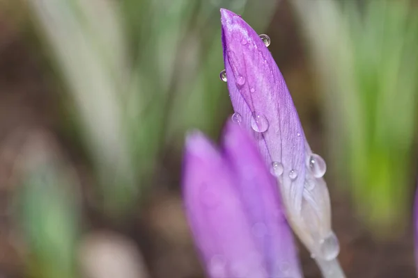 Zbliżenie Pojedynczego Zamkniętego Kwiatu Purpurowego Krokusa Kroplami Wody — Zdjęcie stockowe