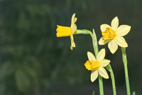 Bunch Fresh Yellow Narcissus Flowers Grey Background — Stock Photo, Image