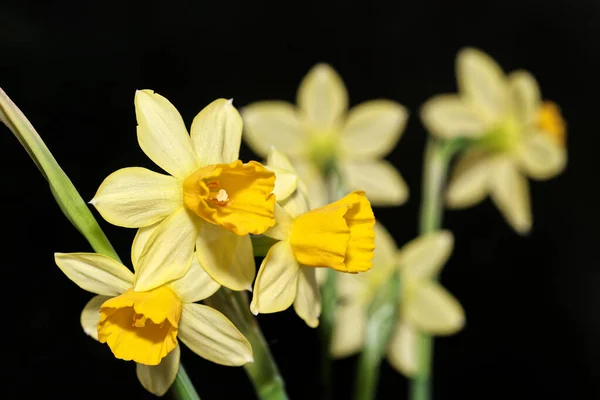 Gelbe Narzissenblüten Vor Schwarzem Hintergrund — Stockfoto