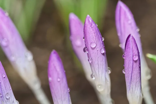 Zbliżenie Zamkniętych Kwiatów Wielu Purpurowych Krokusów Kroplami Wody — Zdjęcie stockowe